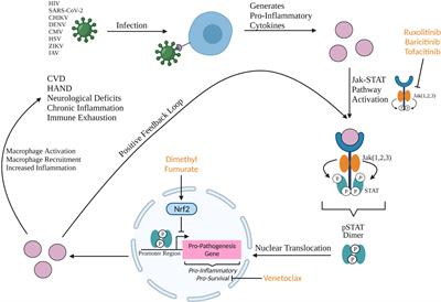 Targeting Macrophage Dysregulation for Viral Infections: Novel Targets for Immunomodulators